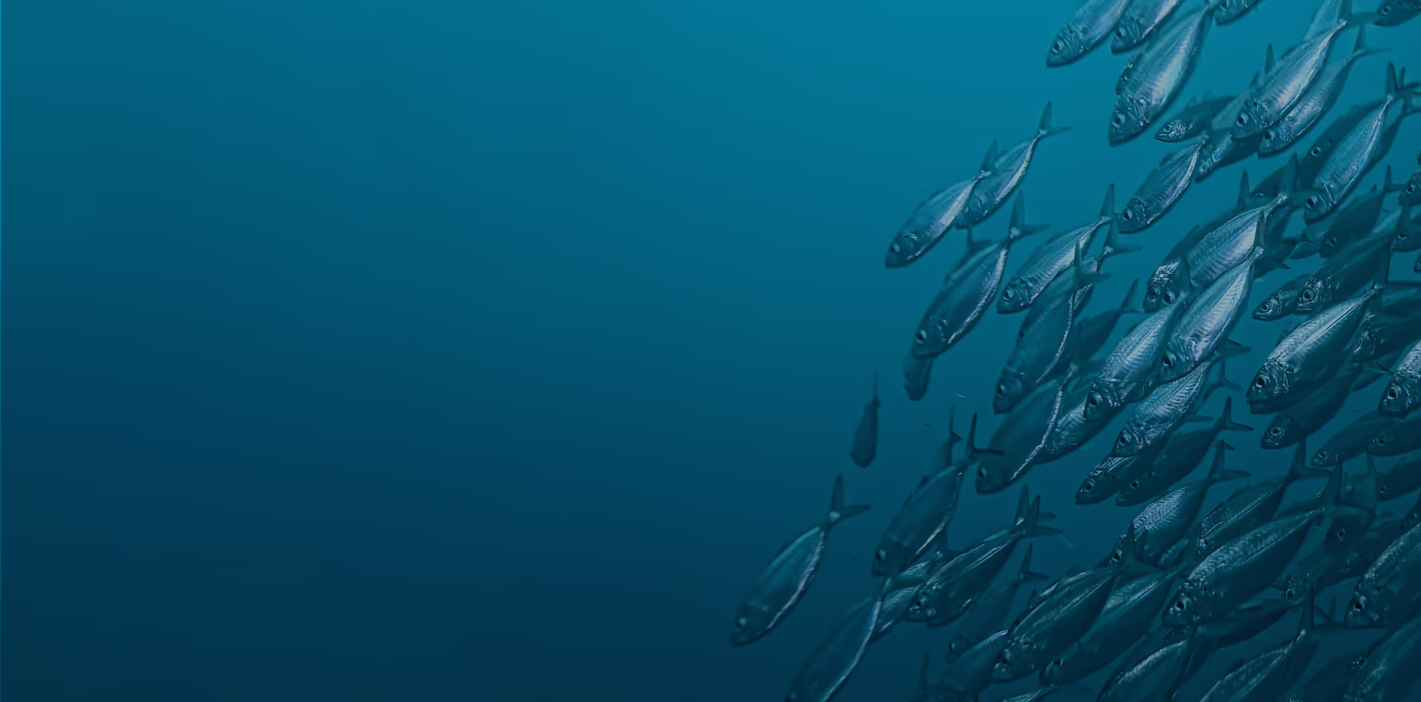 Back-end Development of an ocean exploration application