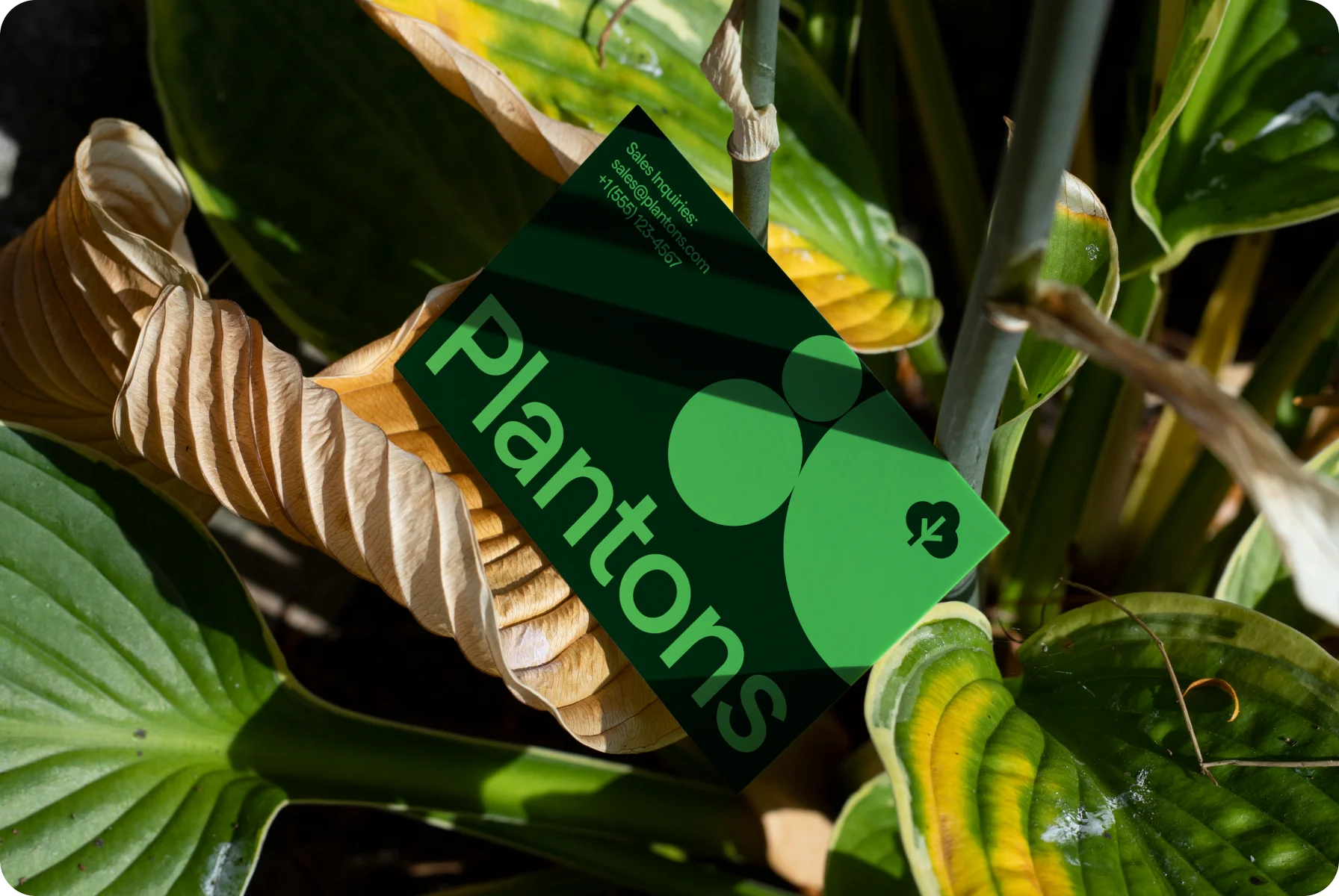 natural and green brand accents