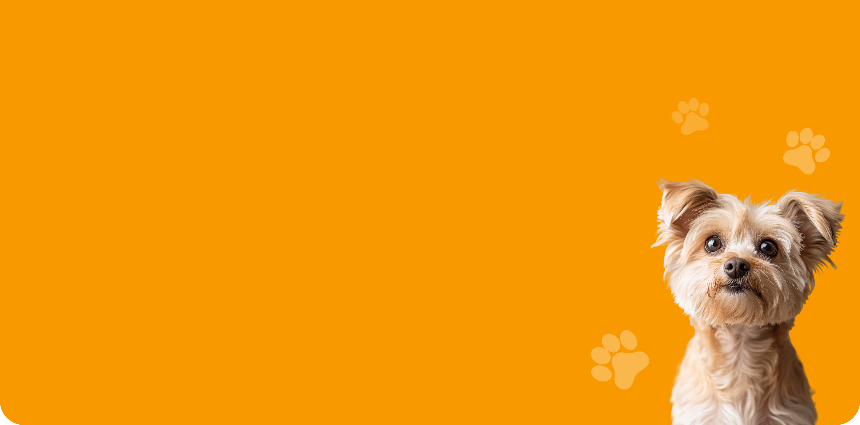 PawHome: crafting a visual identity that drives trusted pet adoption