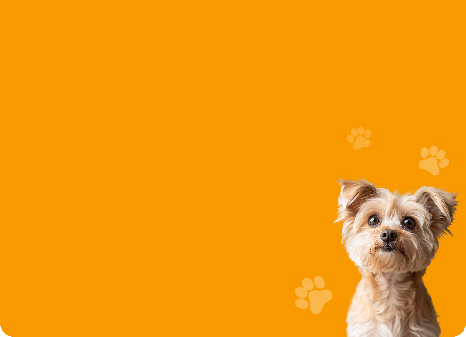 PawHome: crafting a visual identity that drives trusted pet adoption