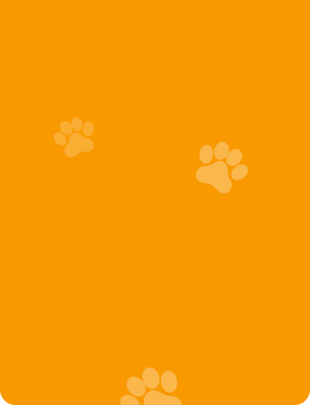 PawHome: crafting a visual identity that drives trusted pet adoption